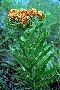 View a larger version of this image and Profile page for Asclepias tuberosa L.