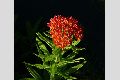 View a larger version of this image and Profile page for Asclepias tuberosa L.