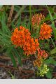 View a larger version of this image and Profile page for Asclepias tuberosa L.