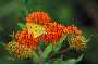 View a larger version of this image and Profile page for Asclepias tuberosa L.