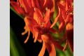 View a larger version of this image and Profile page for Asclepias tuberosa L.