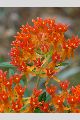 View a larger version of this image and Profile page for Asclepias tuberosa L.