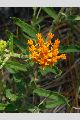 View a larger version of this image and Profile page for Asclepias tuberosa L.