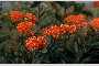 View a larger version of this image and Profile page for Asclepias tuberosa L.