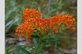 View a larger version of this image and Profile page for Asclepias tuberosa L.