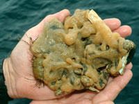 Tunicate colony of Didemnum sp., with a typical lumpy surface