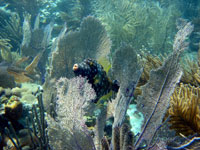 photograph of a white-spotted filefish surrounded by sea fans near Waterlemon Cay in Virgin Islands National Park