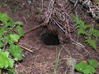 Mountain-beaver burrow