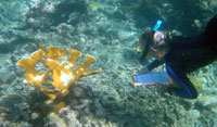 Erinn Muller records data on an elkhorn-coral colony with white-pox disease