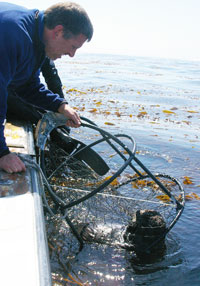 Tim Tinker hauling in a freshly caught sea otter