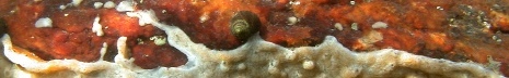 Image of marine nuisance species.