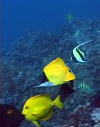 Underwater photo of reef and fish.