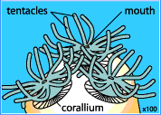 Schematic drawing of a coral polyp.