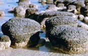 Image of stromatolite.