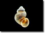 Photograph of a spring snail.