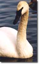 Photograph of a swan.