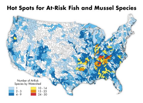 Number of Species at Risk - Map (From The Nature Conservancy) - the Nature Conservancy coupled withthe Natural Heritage Network report that since the first European settlement, 21 out of 822 native American fish species have become extinct. They have also developed a map of species at risk by watershed in the United States which illustrates that the Southeastern United States is experiencing some of the highest rates of risk.  They also indicate that 36 percent of the total freshwater fish in the United States are also at risk of extinction.