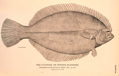 Winter Flounder