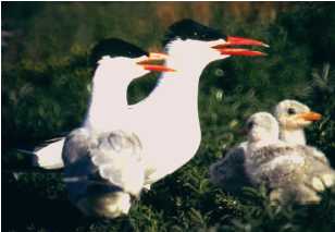 Two caspian terns with their two chicks.