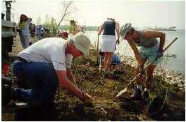 Volunteers plant trees to help restore wildlife habitat in Hamilton Harbour.