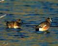 Wigeon Ducks