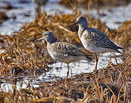 Greater Yellowlegs