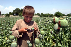 Afghan boy collects resin from poppies in opium field © Reporters