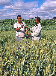 Field assistants discussing wheat experiments: Click here for full photo caption.
