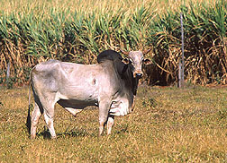 A Zebu bull: Click here for full photo caption.