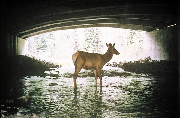 Photo of an Elk