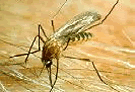 Picture of Mosquito