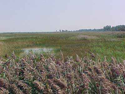 Tobico Marsh provides valuable coastal wetlands that plays a significant role in providing fish and wildlife habitat in the Saginaw River/Bay AoC