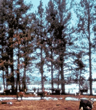 Notice the dry pine needles under the trees where cattle are sheltering and browsing.