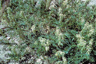 Two-grooved milkvetch (Astragalus bisulcatus) is a selenium-accumulating plant.