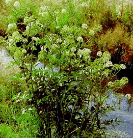 Water hemlock (Cicuta douglasii)