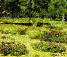 Locoweed is found on foothills and semiarid regions.  It grows in tufts or clumps, 4 - 24 inches high.