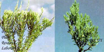 Left--Flower buds of littleleaf horsebrush; right--Spineless horsebrush