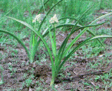 Foothill deathcamas (Zigadenus paniculatus)