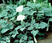 Jimsonweed or thornapple