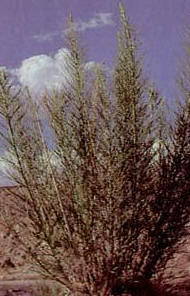 Copperweed (Oxytenia acerosa)