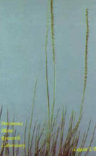 Arrowgrass (Triglochin maritima and T. palustris)