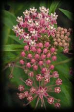 Swamp milkweed,