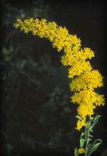 Goldenrod