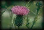 Bull Thistle