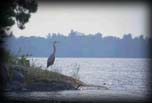 Great blue heron