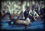 Blue-winged teal (male)