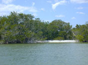 photo of a beach along one of the Ten Thousand Islands