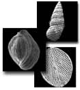 photo of a foram, mollusc, and ostracode