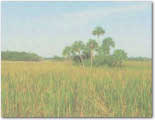 photo of a group of palm trees in a prairie