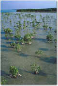 photo of small mangroves in shallow waters
